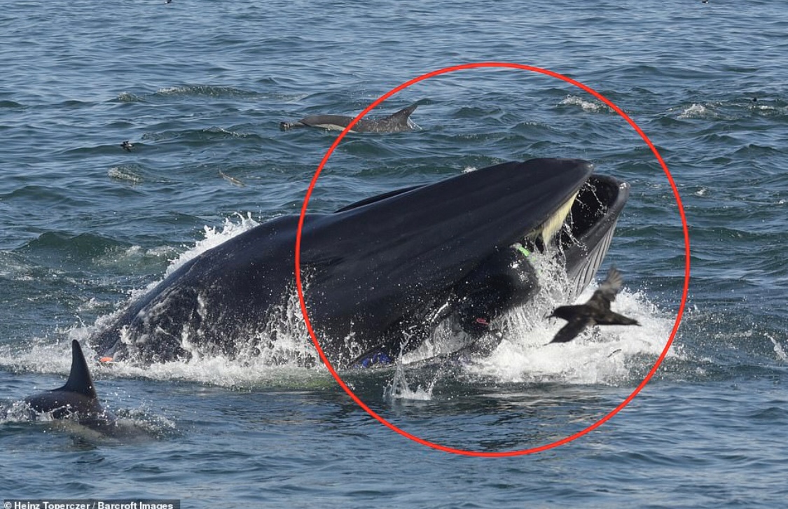 Ballena traga a buzo