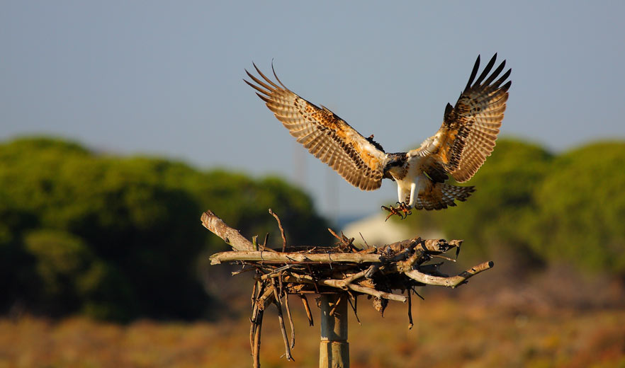 aguila-pescadora-migres